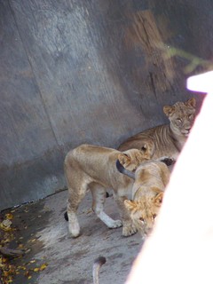 Filename=100_2738.JPG
Filesize=1461KiB
Dimensions=2128x2832
Date added=Sep 28, 2019 100_2738.JPG