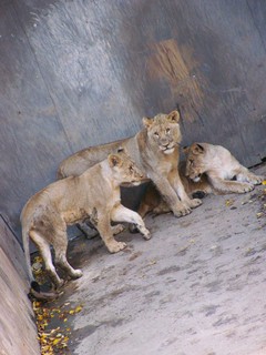 Filename=100_2740.JPG
Filesize=1584KiB
Dimensions=2128x2832
Date added=Sep 28, 2019 100_2740.JPG