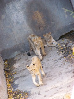 Filename=100_2741.JPG
Filesize=1662KiB
Dimensions=2128x2832
Date added=Sep 28, 2019 100_2741.JPG