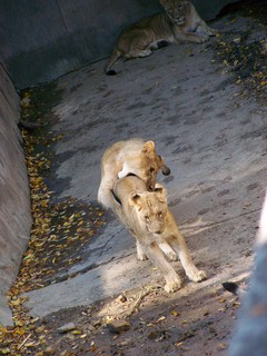 Filename=100_2742.JPG
Filesize=1891KiB
Dimensions=2128x2832
Date added=Sep 28, 2019 100_2742.JPG