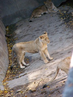 Filename=100_2743.JPG
Filesize=1932KiB
Dimensions=2128x2832
Date added=Sep 28, 2019 100_2743.JPG