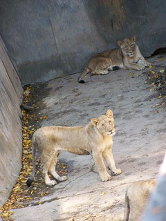 Filename=100_2744.JPG
Filesize=1707KiB
Dimensions=2128x2832
Date added=Sep 28, 2019 100_2744.JPG