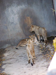 Filename=100_2746.JPG
Filesize=1667KiB
Dimensions=2128x2832
Date added=Sep 28, 2019 100_2746.JPG