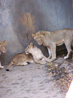 Filename=100_2747.JPG
Filesize=1596KiB
Dimensions=2128x2832
Date added=Sep 28, 2019 100_2747.JPG