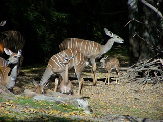 Filename=100_2748.JPG
Filesize=1619KiB
Dimensions=2832x2128
Date added=Sep 28, 2019 100_2748.JPG