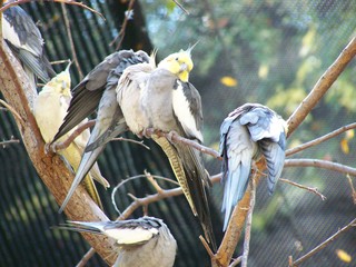 Filename=100_2759.JPG
Filesize=1734KiB
Dimensions=2832x2128
Date added=Sep 28, 2019 100_2759.JPG