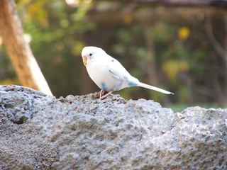 Filename=100_2765.JPG
Filesize=1733KiB
Dimensions=2832x2128
Date added=Sep 28, 2019 100_2765.JPG