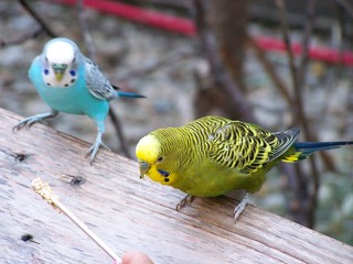 Filename=100_2770.JPG
Filesize=1522KiB
Dimensions=2832x2128
Date added=Sep 28, 2019 100_2770.JPG