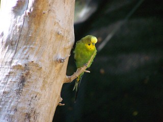 Filename=100_2778.JPG
Filesize=1677KiB
Dimensions=2832x2128
Date added=Sep 28, 2019 100_2778.JPG