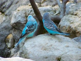 Filename=100_2786.JPG
Filesize=1530KiB
Dimensions=2832x2128
Date added=Sep 28, 2019 100_2786.JPG