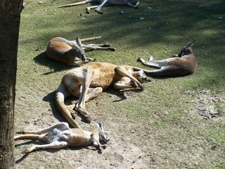 Filename=100_2791.JPG
Filesize=2546KiB
Dimensions=2832x2128
Date added=Sep 28, 2019 100_2791.JPG