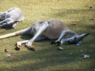 Filename=100_2793.JPG
Filesize=2614KiB
Dimensions=2832x2128
Date added=Sep 28, 2019 100_2793.JPG