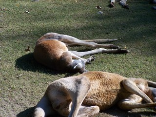 Filename=100_2797.JPG
Filesize=2354KiB
Dimensions=2832x2128
Date added=Sep 28, 2019 100_2797.JPG