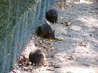 Filename=100_2801.JPG
Filesize=2594KiB
Dimensions=2832x2128
Date added=Sep 28, 2019 100_2801.JPG