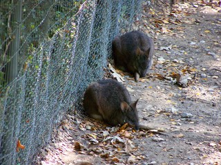 Filename=100_2802.JPG
Filesize=2452KiB
Dimensions=2832x2128
Date added=Sep 28, 2019 100_2802.JPG