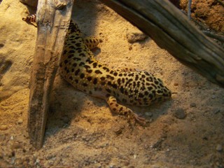 Filename=100_2810.JPG
Filesize=1770KiB
Dimensions=2832x2128
Date added=Sep 28, 2019 100_2810.JPG