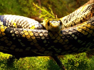 Filename=100_2818.JPG
Filesize=1496KiB
Dimensions=2832x2128
Date added=Sep 28, 2019 100_2818.JPG