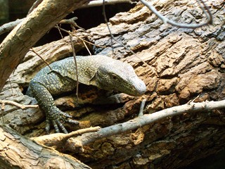 Filename=100_2821.JPG
Filesize=2186KiB
Dimensions=2832x2128
Date added=Sep 28, 2019 100_2821.JPG