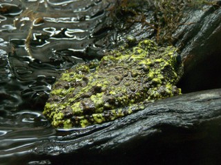 Filename=100_2825.JPG
Filesize=1907KiB
Dimensions=2832x2128
Date added=Sep 28, 2019 100_2825.JPG