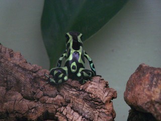 Filename=100_2827.JPG
Filesize=1829KiB
Dimensions=2832x2128
Date added=Sep 28, 2019 100_2827.JPG