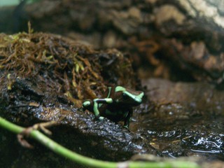 Filename=100_2828.JPG
Filesize=1795KiB
Dimensions=2832x2128
Date added=Sep 28, 2019 100_2828.JPG