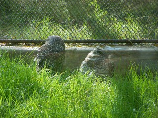 Filename=100_2836.JPG
Filesize=2492KiB
Dimensions=2832x2128
Date added=Sep 28, 2019 100_2836.JPG