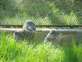 Filename=100_2837.JPG
Filesize=2306KiB
Dimensions=2832x2128
Date added=Sep 28, 2019 100_2837.JPG