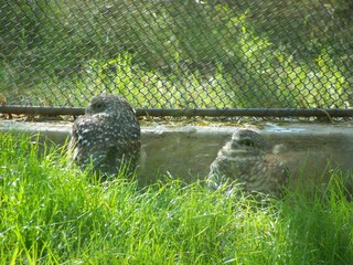 Filename=100_2838.JPG
Filesize=2267KiB
Dimensions=2832x2128
Date added=Sep 28, 2019 100_2838.JPG