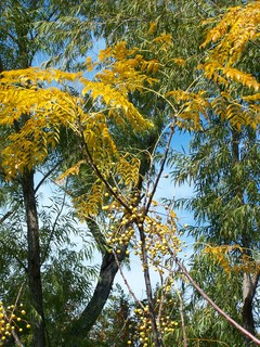 Filename=100_2839.JPG
Filesize=2676KiB
Dimensions=2128x2832
Date added=Sep 28, 2019 100_2839.JPG