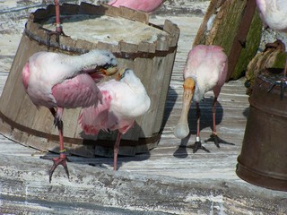 Filename=100_2843.JPG
Filesize=1626KiB
Dimensions=2832x2128
Date added=Sep 28, 2019 100_2843.JPG