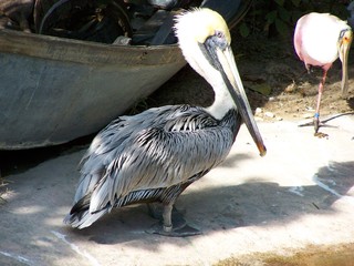 Filename=100_2846.JPG
Filesize=1585KiB
Dimensions=2832x2128
Date added=Sep 28, 2019 100_2846.JPG