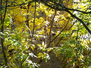 Filename=100_2853.JPG
Filesize=2600KiB
Dimensions=2832x2128
Date added=Sep 28, 2019 100_2853.JPG