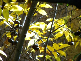 Filename=100_2854.JPG
Filesize=1465KiB
Dimensions=2832x2128
Date added=Sep 28, 2019 100_2854.JPG