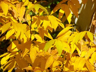 Filename=100_2869.JPG
Filesize=1116KiB
Dimensions=2832x2128
Date added=Sep 28, 2019 100_2869.JPG