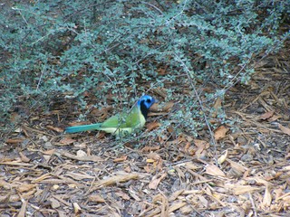 Filename=100_2877.JPG
Filesize=2348KiB
Dimensions=2832x2128
Date added=Sep 28, 2019 100_2877.JPG