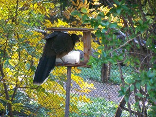 Filename=100_2879.JPG
Filesize=2436KiB
Dimensions=2832x2128
Date added=Sep 28, 2019 100_2879.JPG