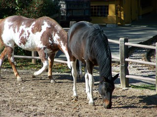 Filename=100_2883.JPG
Filesize=2073KiB
Dimensions=2832x2128
Date added=Sep 28, 2019 100_2883.JPG