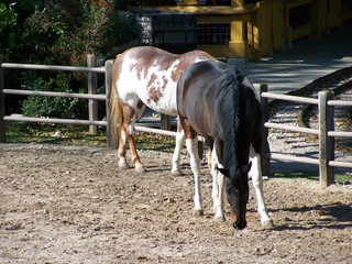 Filename=100_2884.JPG
Filesize=2202KiB
Dimensions=2832x2128
Date added=Sep 28, 2019 100_2884.JPG