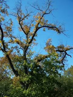 Filename=100_2888.JPG
Filesize=2544KiB
Dimensions=2128x2832
Date added=Sep 28, 2019 100_2888.JPG