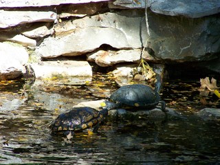 Filename=100_2889.JPG
Filesize=1829KiB
Dimensions=2832x2128
Date added=Sep 28, 2019 100_2889.JPG