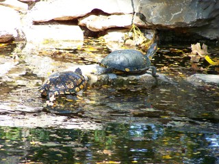 Filename=100_2890.JPG
Filesize=1922KiB
Dimensions=2832x2128
Date added=Sep 28, 2019 100_2890.JPG