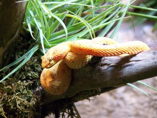 Filename=100_3386.JPG
Filesize=1638KiB
Dimensions=2832x2128
Date added=Sep 28, 2019 100_3386.JPG