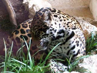 Filename=100_3392.JPG
Filesize=2000KiB
Dimensions=2832x2128
Date added=Sep 28, 2019 100_3392.JPG