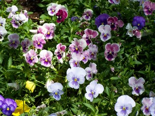 Filename=100_3576.JPG
Filesize=1473KiB
Dimensions=2832x2128
Date added=Sep 28, 2019 100_3576.JPG