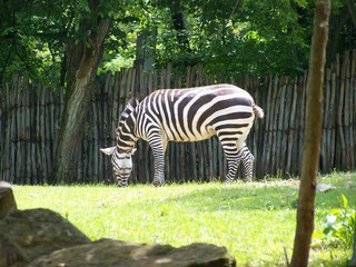 Filename=100_3582.JPG
Filesize=1946KiB
Dimensions=2832x2128
Date added=Sep 28, 2019 100_3582.JPG