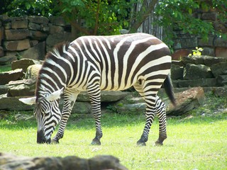 Filename=100_3584.JPG
Filesize=1687KiB
Dimensions=2832x2128
Date added=Sep 28, 2019 100_3584.JPG