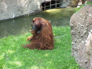 Filename=100_3596.JPG
Filesize=2319KiB
Dimensions=2832x2128
Date added=Sep 28, 2019 100_3596.JPG