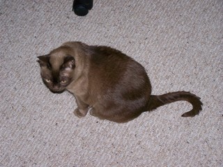 Filename=100_3650.JPG
Filesize=1548KiB
Dimensions=2832x2128
Date added=Sep 28, 2019 100_3650.JPG