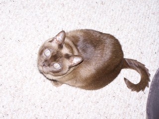 Filename=100_3653.JPG
Filesize=1142KiB
Dimensions=2832x2128
Date added=Sep 28, 2019 100_3653.JPG