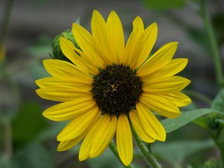 Filename=100_4280.JPG
Filesize=922KiB
Dimensions=2832x2128
Date added=Sep 28, 2019 100_4280.JPG